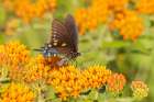 Pipevine Swallowtail on Butterfly Milkweed Stephen A Forbes State Park-Marion County-Illinois Art Print